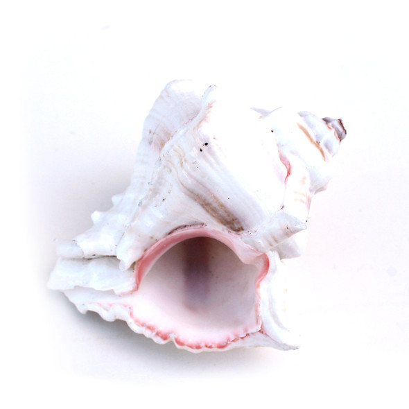 Murex Virgineus