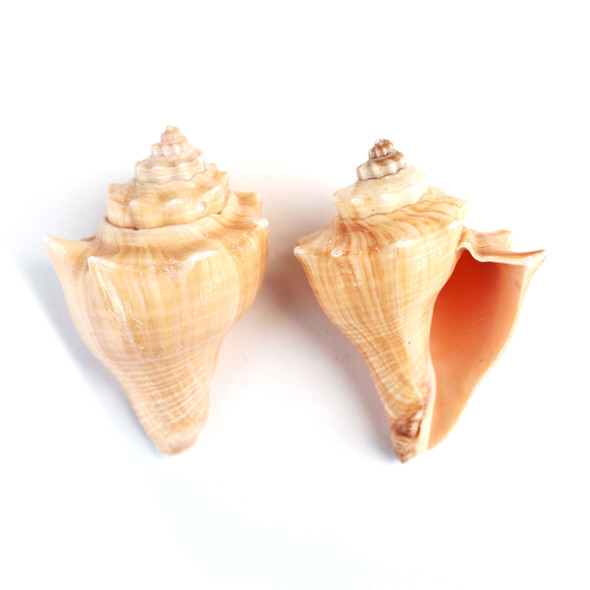 Vole Shells