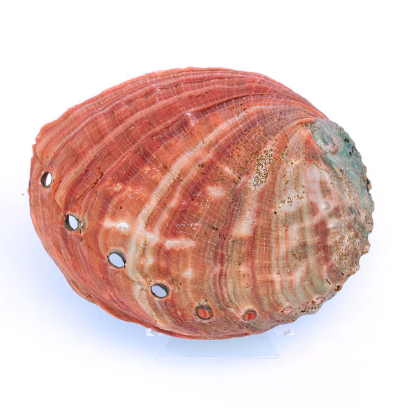 Outside Red Abalone Collector Shell # 2