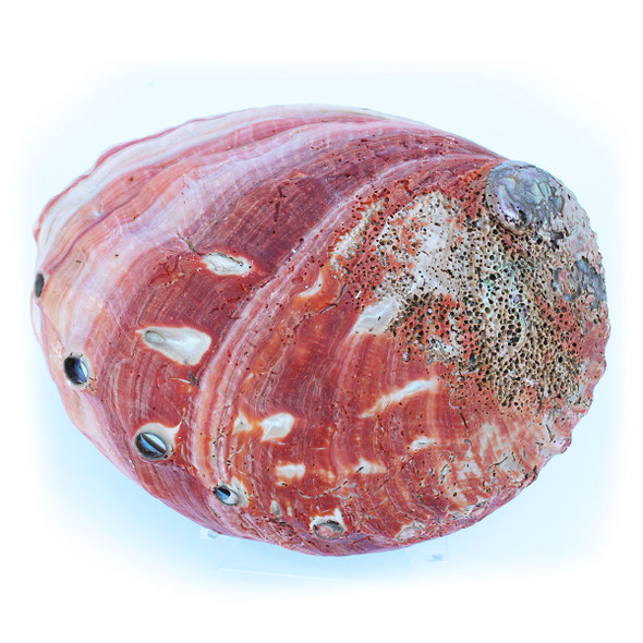 SOLD - California Red Abalone Shell #4