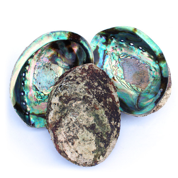 Paua Shell Rings - Abalone Jewelry - California Seashell Company
