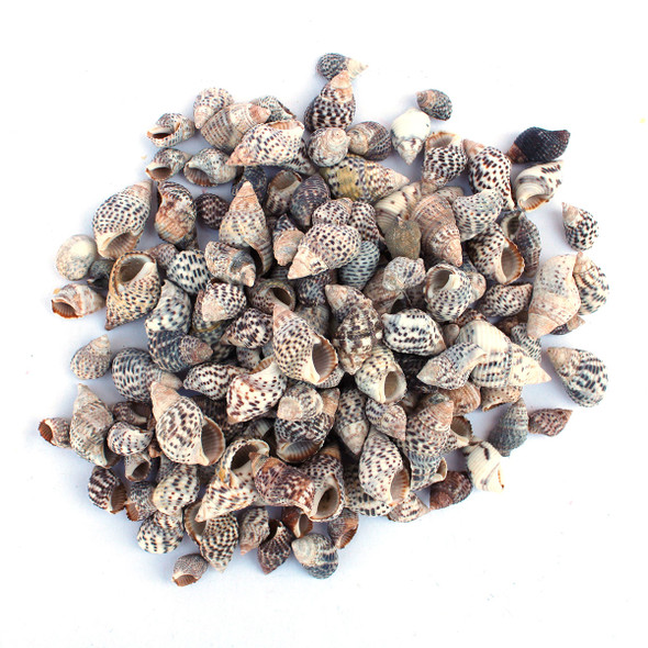 Black Littorina Seashells - 1 Pound