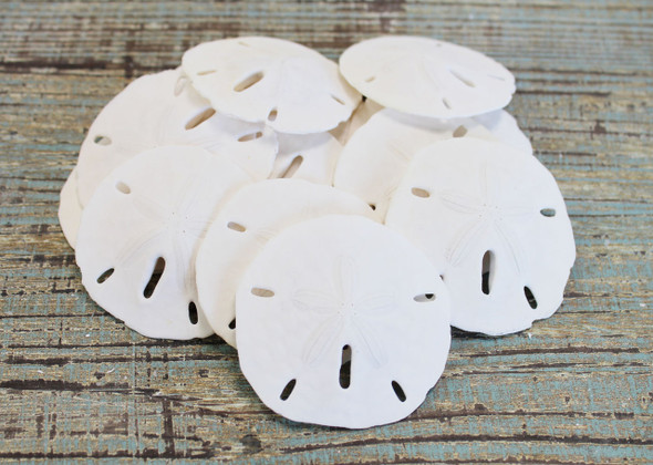 Tiny Keyhole Sand Dollar .5" and smaller (100 Pieces)