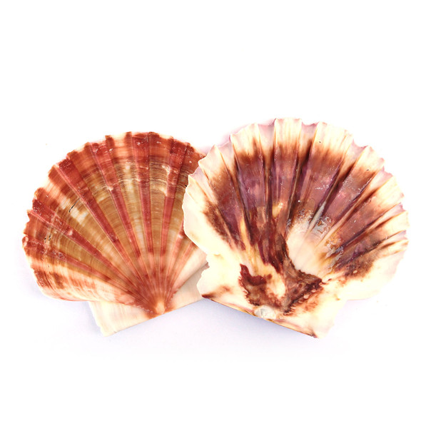 Flat Pecten