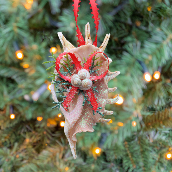 Sliced Millipede Seashell Ornament