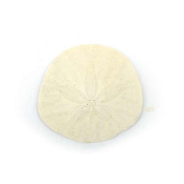 California Sand Dollar