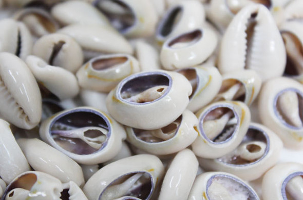 Cut Money Cowrie Shells - Sliced Craft Seashells - California Seashell  Company