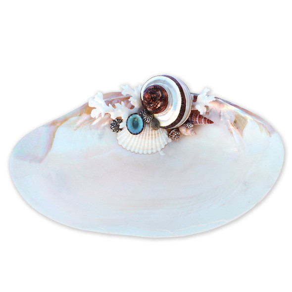 Petholatus Banded Turbo - Large Oyster Ring Dish