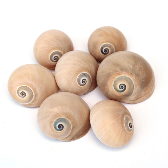 Shark Eyes Shells