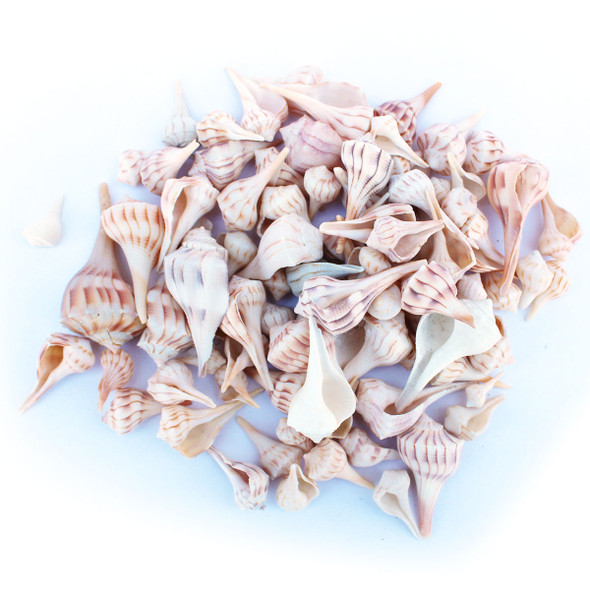 Whelk Seashells