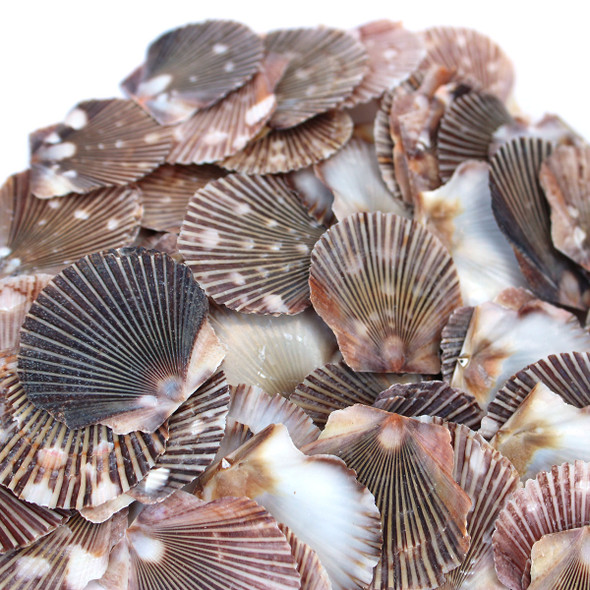 Brown Flat Shells