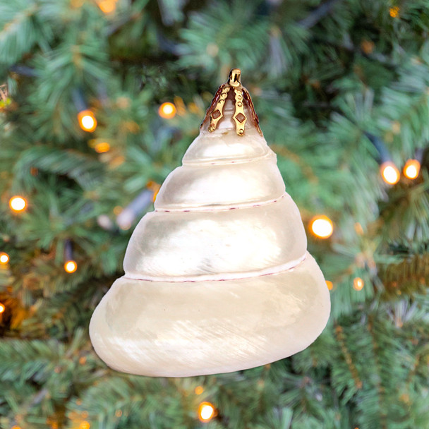 Polished Trochus Shell Ornament Polished Trochus Shell Ornament