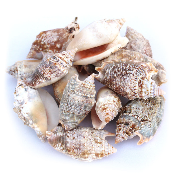 Strombus Aurisdianne