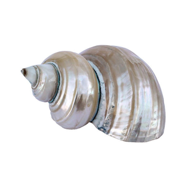 Gold Mouth Turban Shell