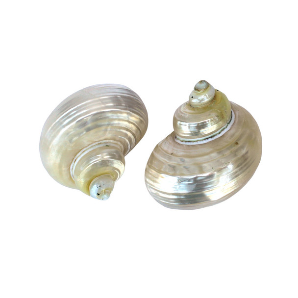 Goldmouth Turban Shells