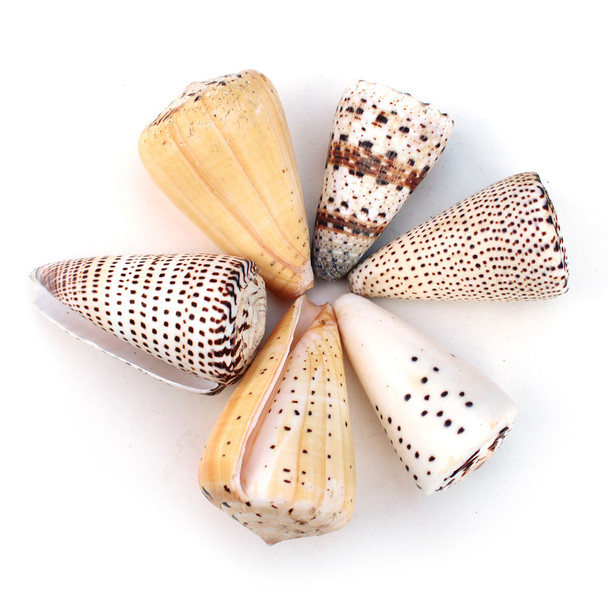 Large Cone Shell Mix