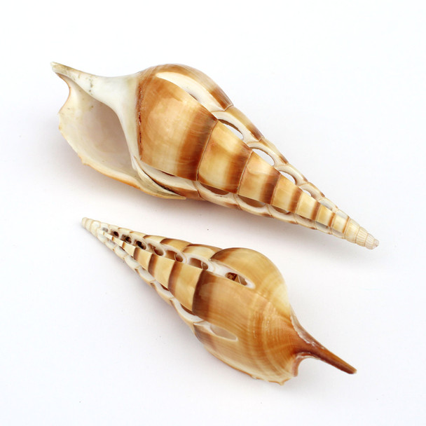 Cut Tibia Curt Shell