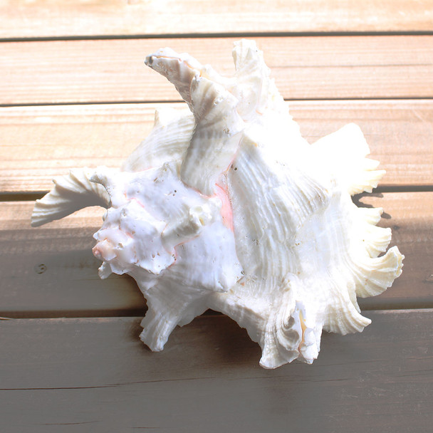 RAmosa Murex B Grade