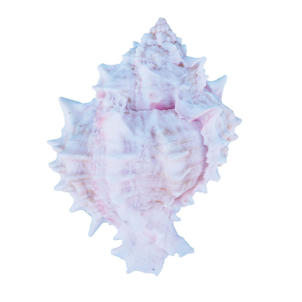 Pink Murex