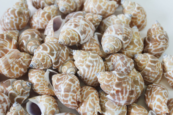 Babylonia Shell