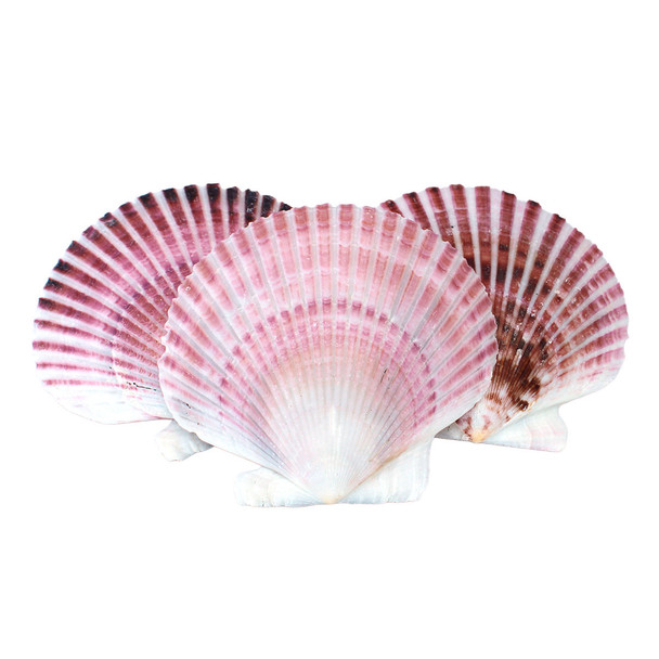 Light Purple Pecten Shells