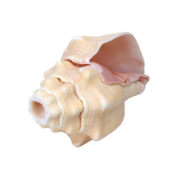 Chank Shell Horn