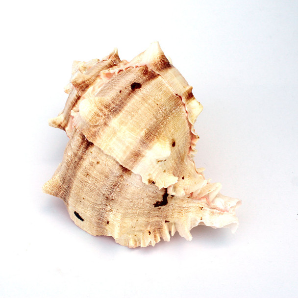 B Grade Brassica Murex