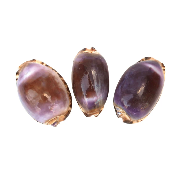 Purple Top Cowrie