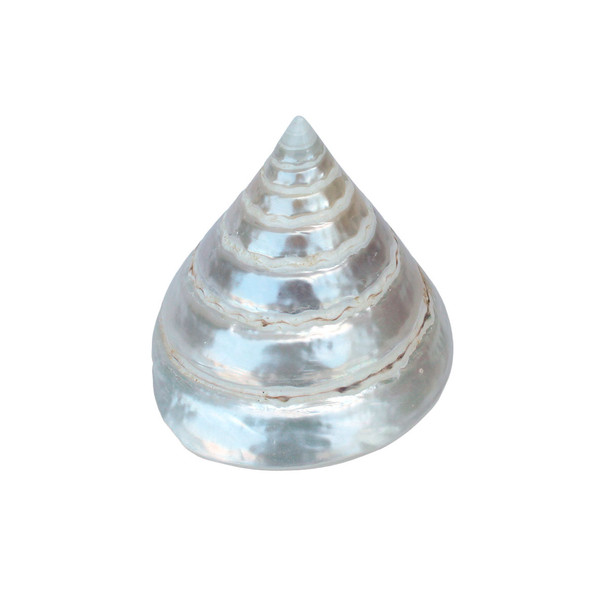 Polished Pearl Trochus Shell
