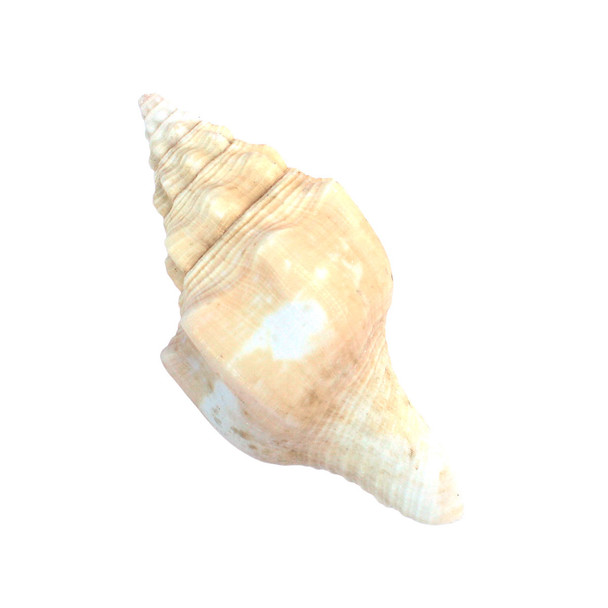 Indian Chank Seashell