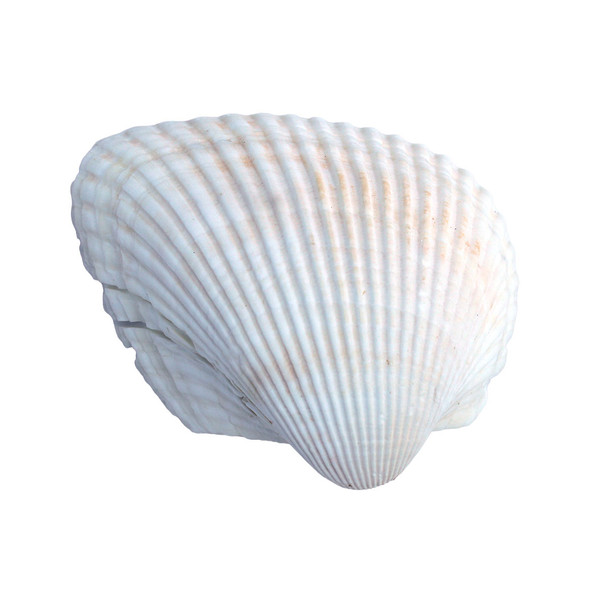 Giant White Arca Seashell