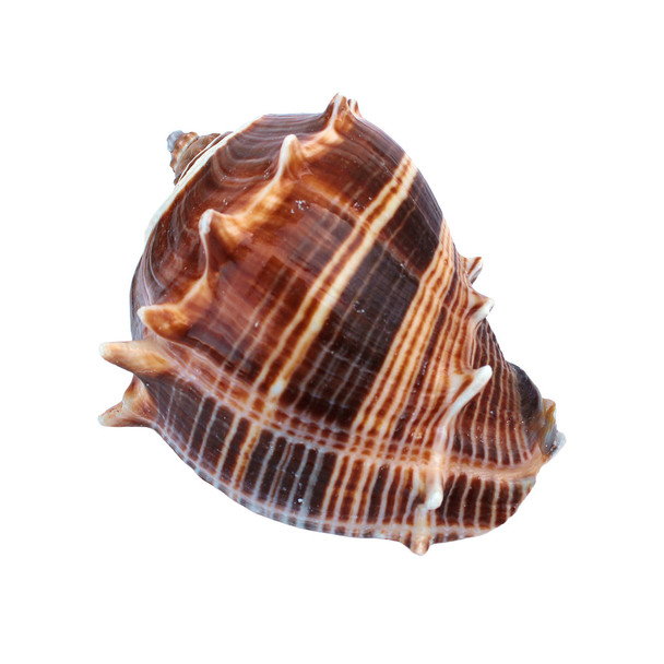 King Crown Shell