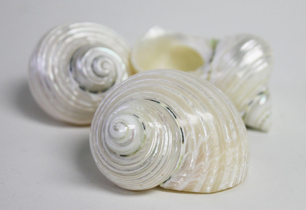 Pearl Turbo Shells