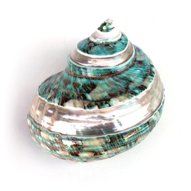 Polished Green Banded Turbo Shell