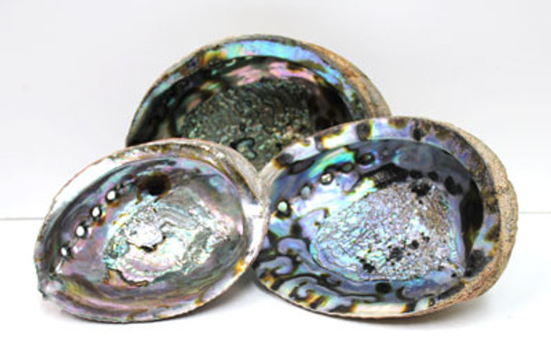 Blue/Green Abalone Shells