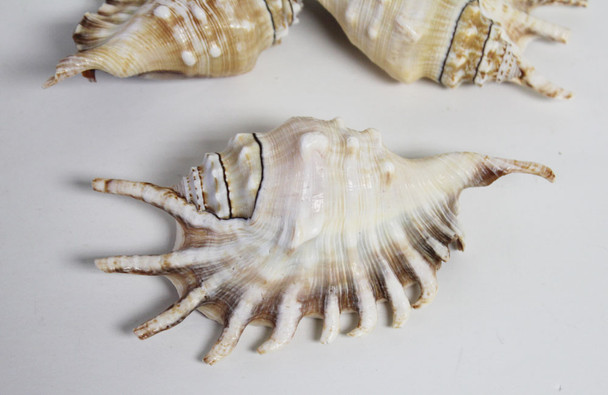 Lambis Lambis Seashell