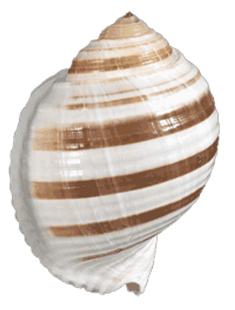 Striped Tonna Seashells