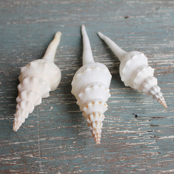 White Spindle Seashells