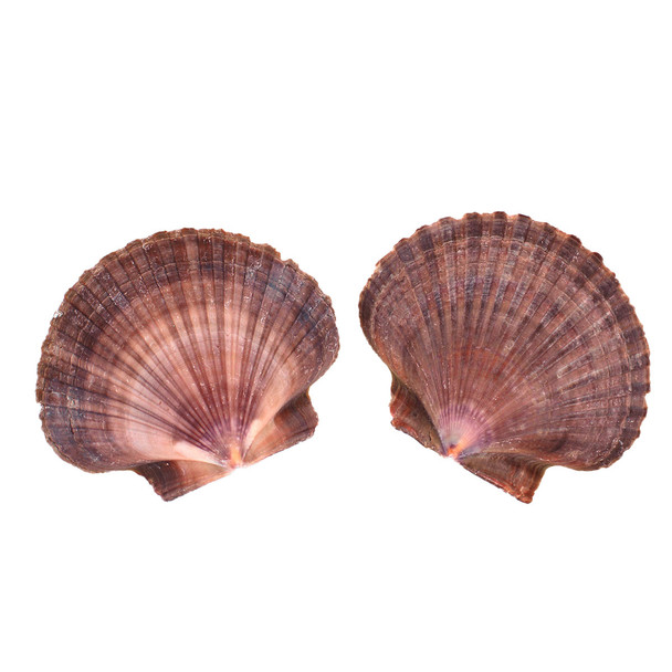 Mexican Flat Seashells 3"+