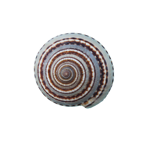 Sundial Shell Magnet