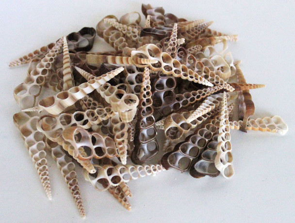Center Cut Turritella Shells 3"+