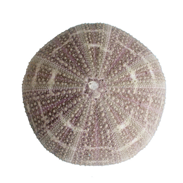 Calico Sea Urchin