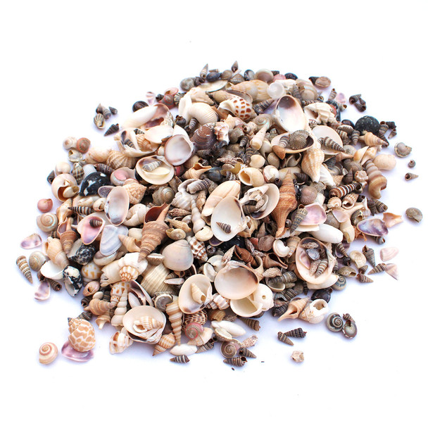 Tiny Seashell Mix 1kg