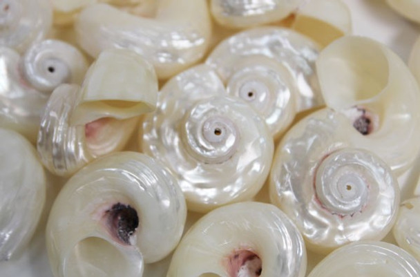 Pearl White Delphinula Lacinata Seashells - 50 Pieces