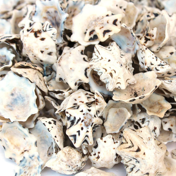 Star Limpet Shells