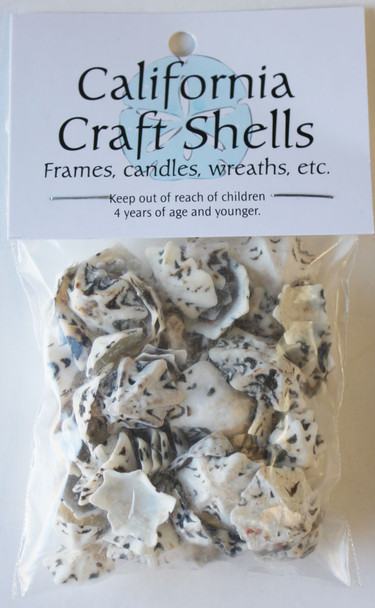 Star Limpet Shells
