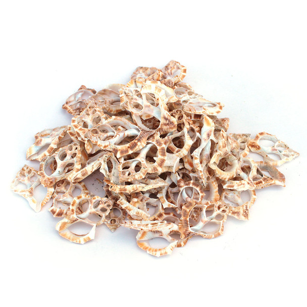 Center Cut Bursa Shells