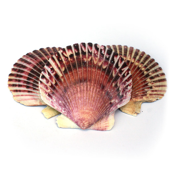 Purple Pecten Shells