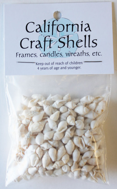 White Nassa Shells - 1 lb