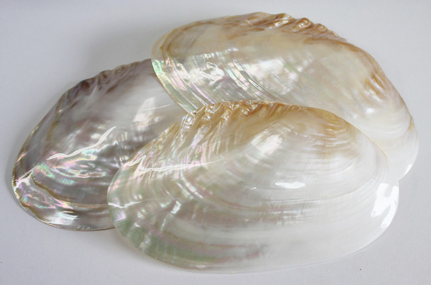 Large Polished Oyster Shell
